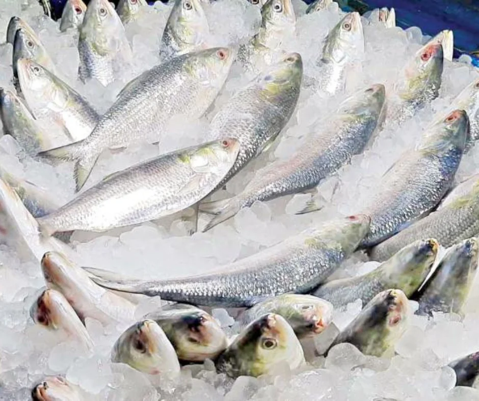 Elish exporter in Bangladesh