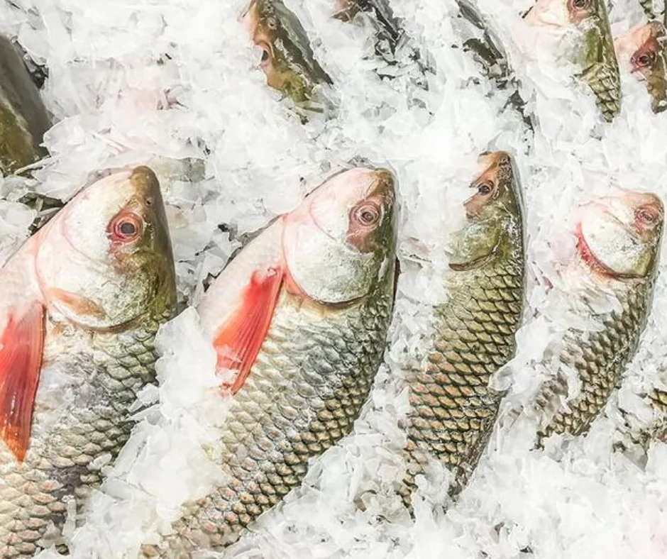 Sweetwater fish exporter in Bangladesh