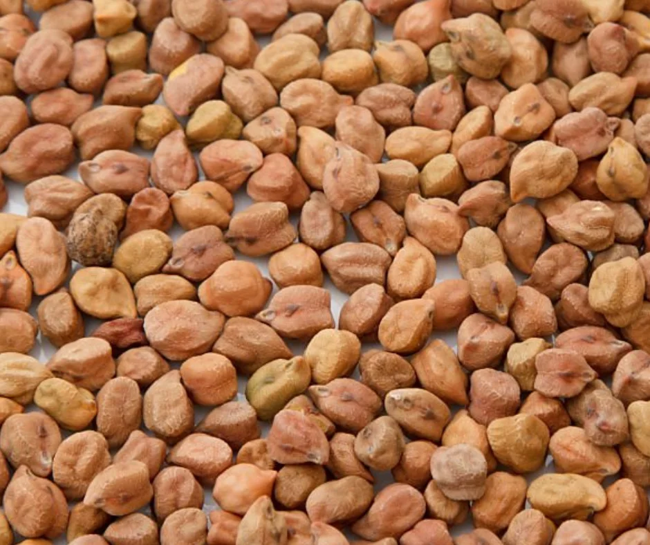 chola boot import by Sk Roza ltd