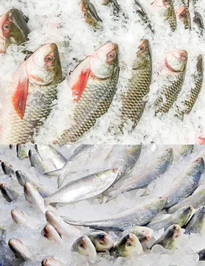 Fish exporter in Bangladesh